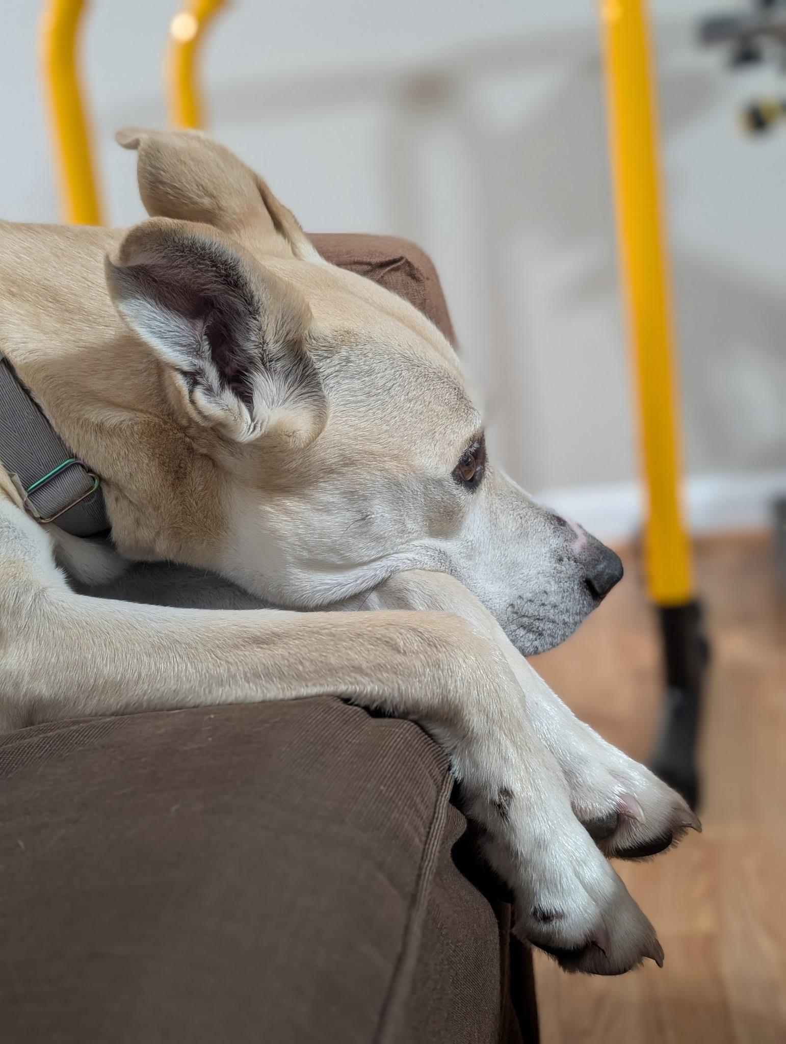 Enlarge Izzy, a ADOPTABLE Mixed Breed in Plymouth, MA image 4/6