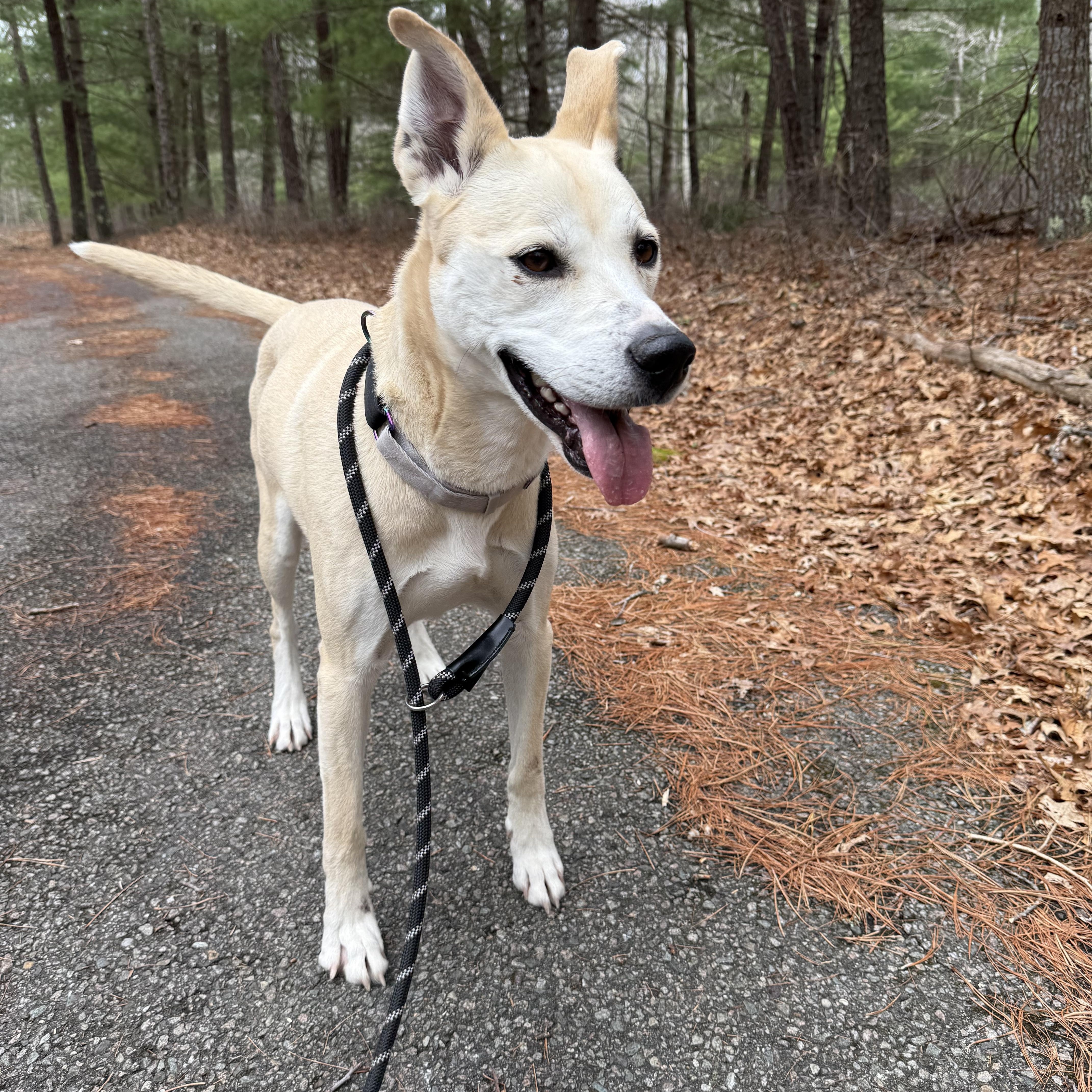 Izzy, adoptable, Adult Female Mixed Breed.