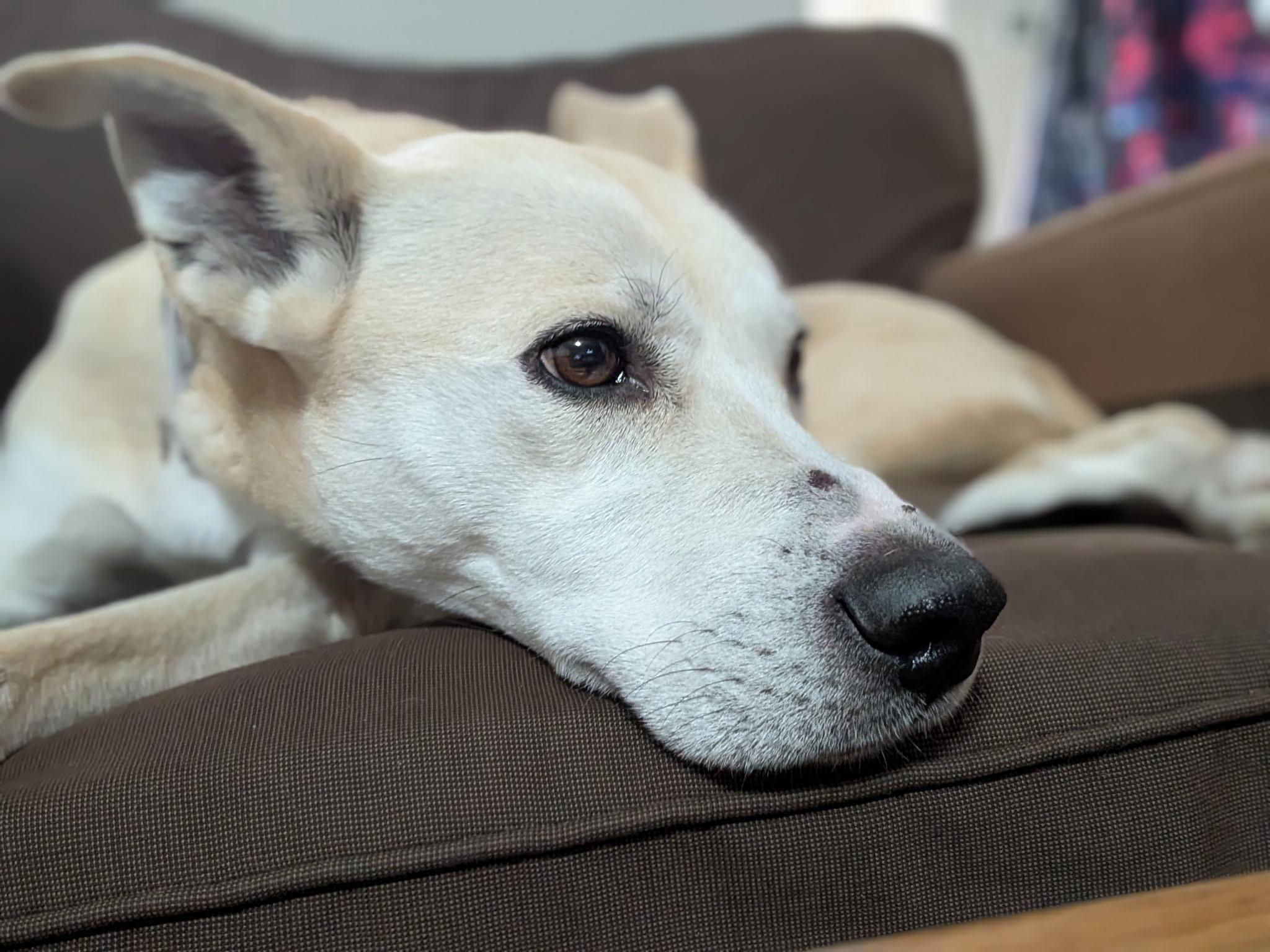 Enlarge Izzy, a ADOPTABLE Mixed Breed in Plymouth, MA image 2/6