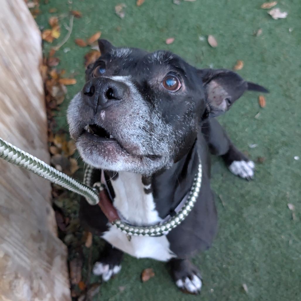 Winston Furchill, a Adoptable English Bulldog in Lakeland, FL image 1/4