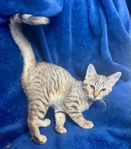 Enlarge Hazel/Mickie, a Adoptable mixed breed in Nashville, TN image 2/3