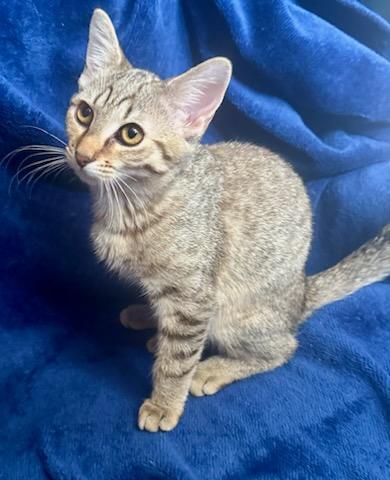 Enlarge Hazel/Mickie, a Adoptable mixed breed in Nashville, TN image 3/3