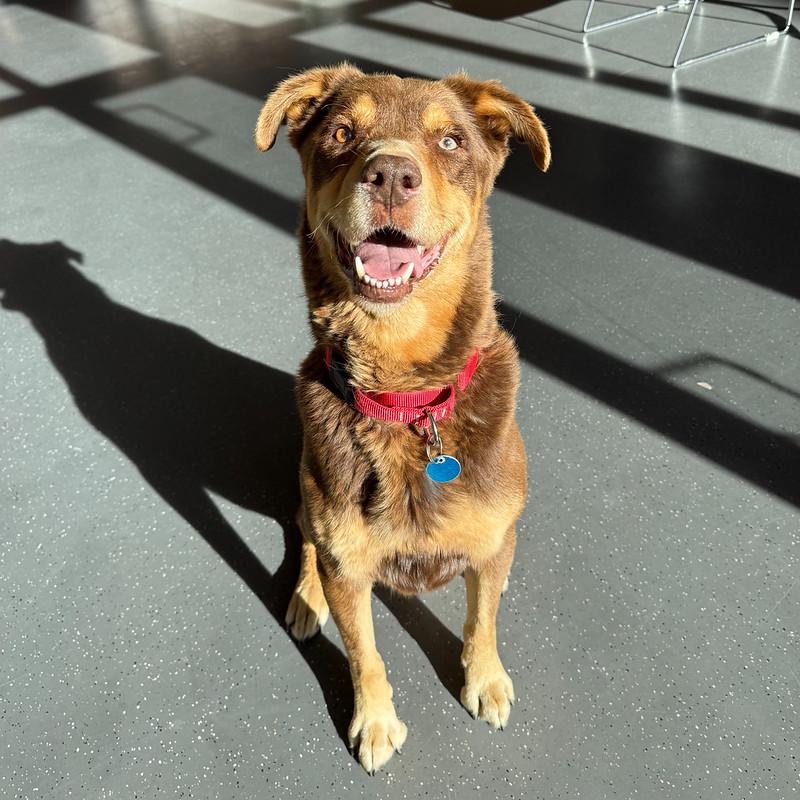 Sammy, ADOPTABLE, Adult Male Mixed Breed.