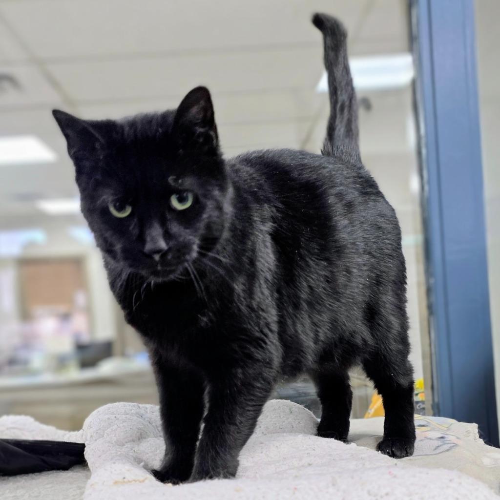 Jeanie, Adoptable, Adult Female Domestic Short Hair.