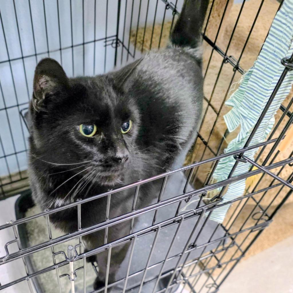 Enlarge Jeanie, a Adoptable mixed breed in New Manchester, WV image 2/5