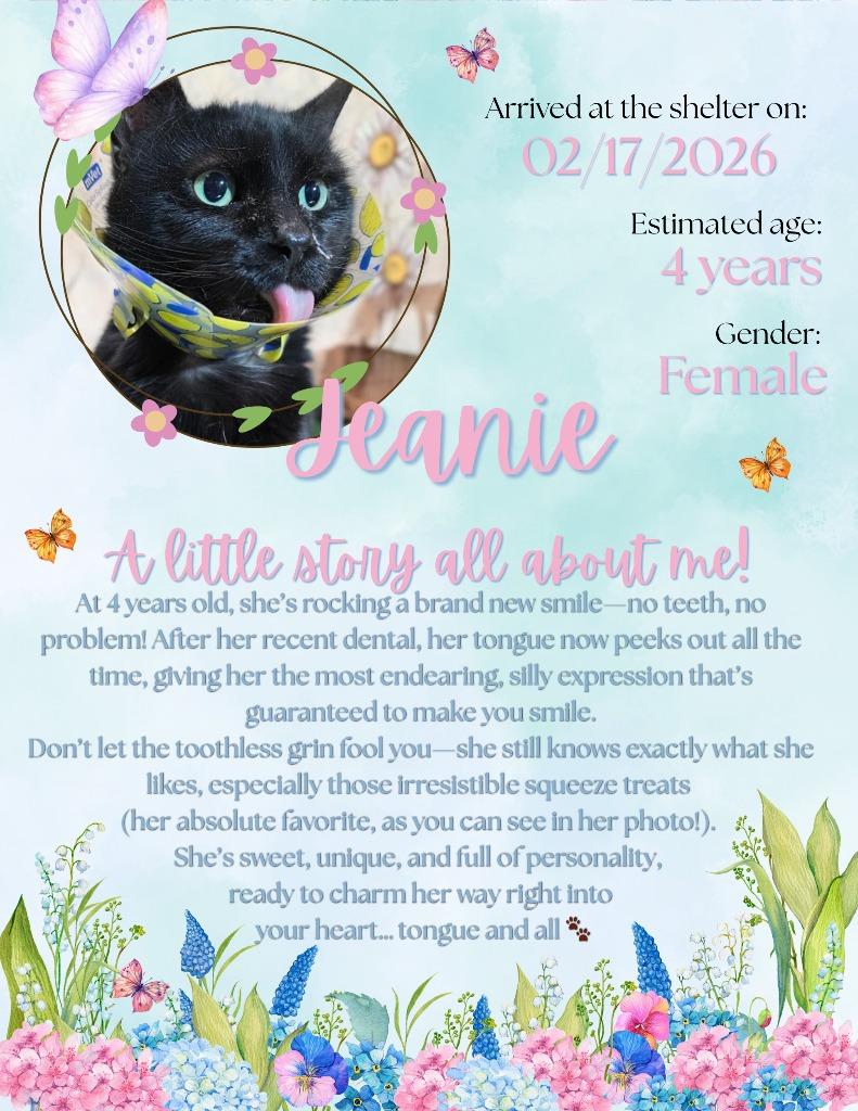 Enlarge Jeanie, a Adoptable mixed breed in New Manchester, WV image 3/5