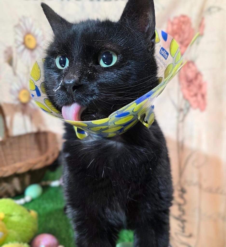 Enlarge Jeanie, a Adoptable mixed breed in New Manchester, WV image 4/5