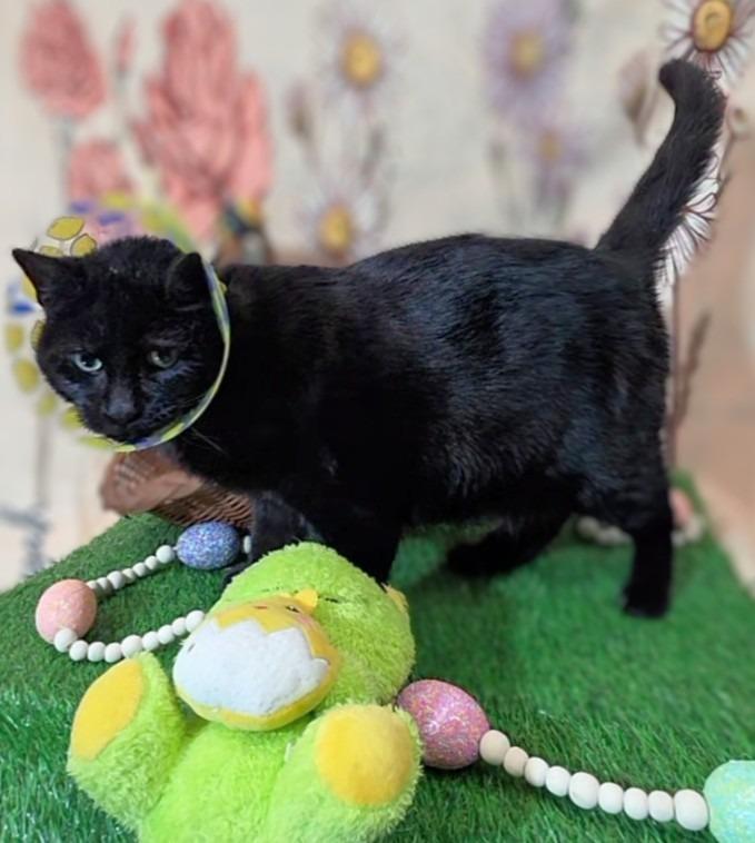 Enlarge Jeanie, a Adoptable mixed breed in New Manchester, WV image 5/5