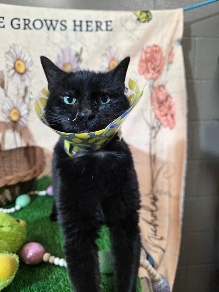 Enlarge Jeanie, a Adoptable mixed breed in New Manchester, WV image 6/6