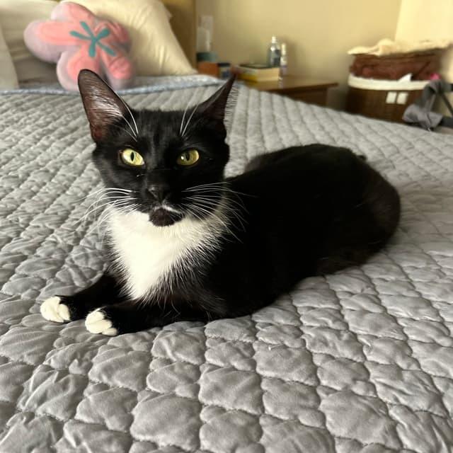 Mela 2 — thumbnail 3