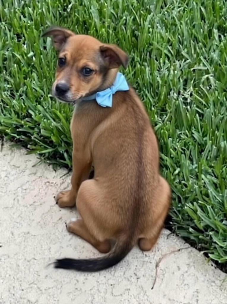 Lyndon, Adoptable, Puppy Male Doberman Pinscher & Manchester Terrier.