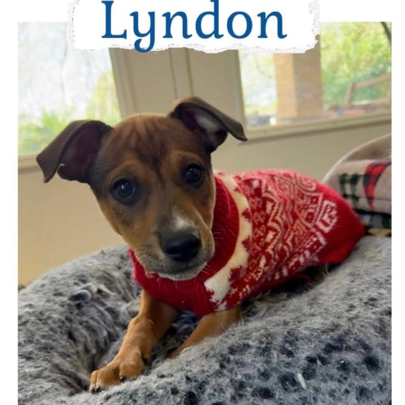 Enlarge Lyndon, a Adoptable mixed breed in Alvin, TX image 3/3