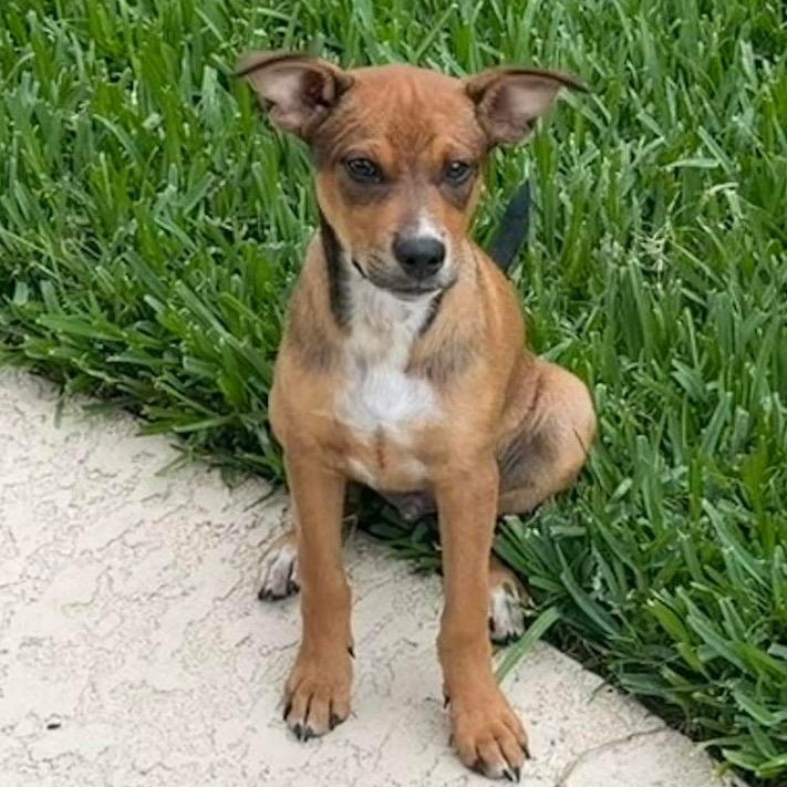 Enlarge Lyndon, a Adoptable mixed breed in Alvin, TX image 2/3