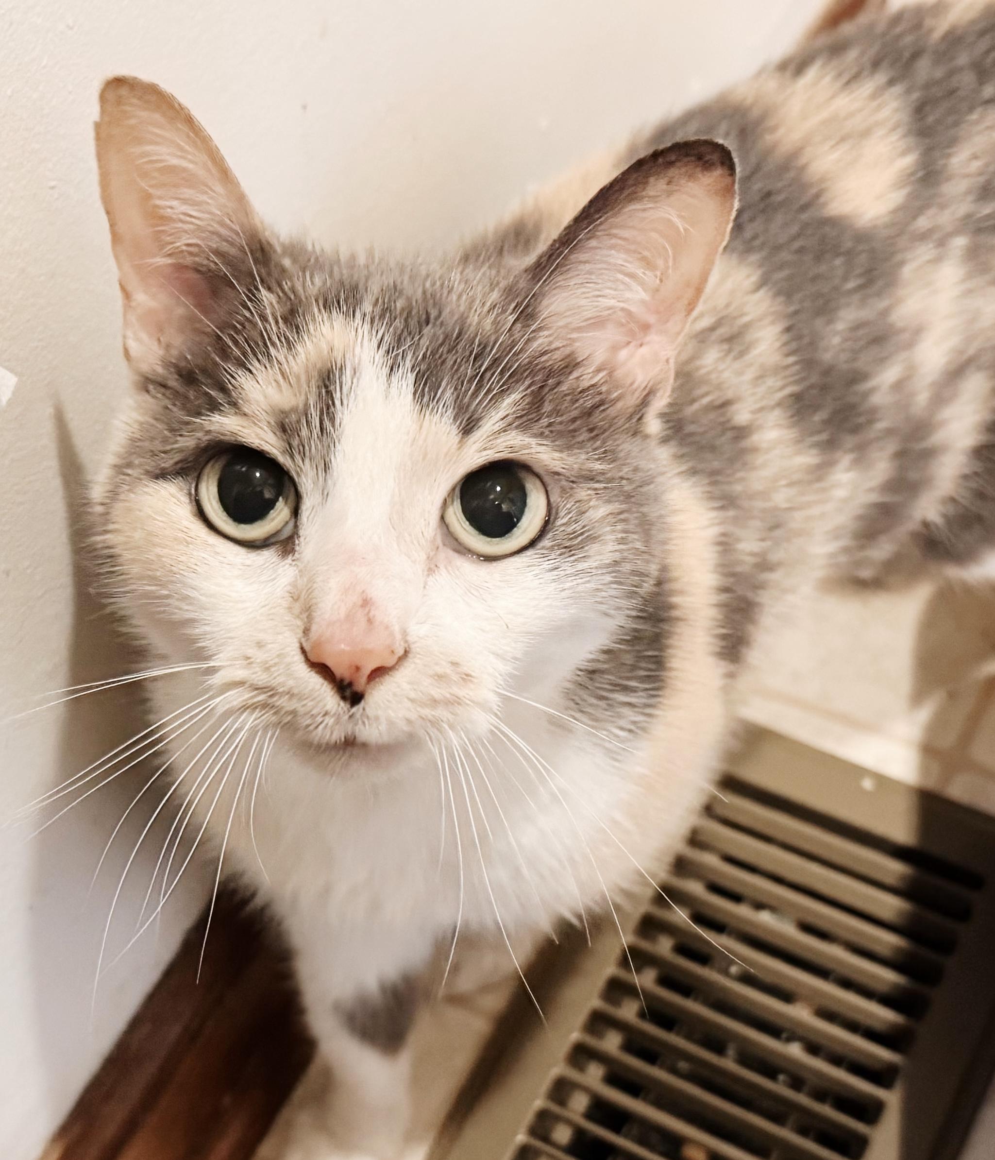 Enlarge Melody, a Adoptable Dilute Calico in Philadelphia, PA image 1/3