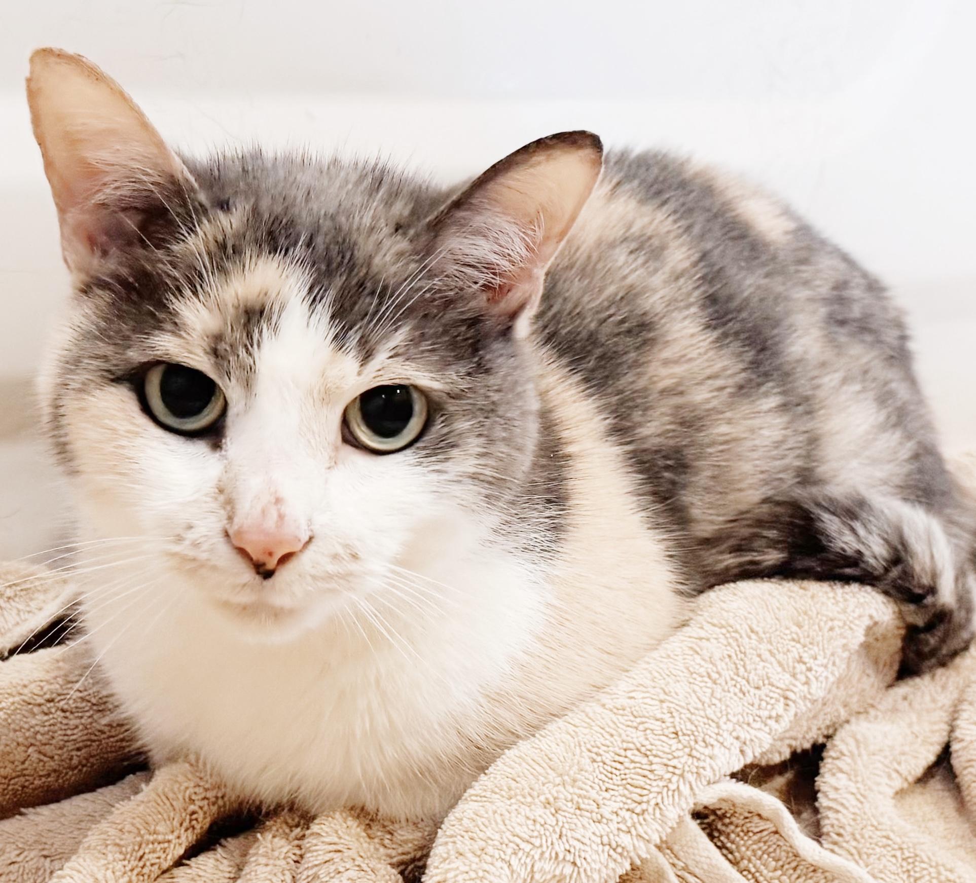 Enlarge Melody, a Adoptable Dilute Calico in Philadelphia, PA image 2/3