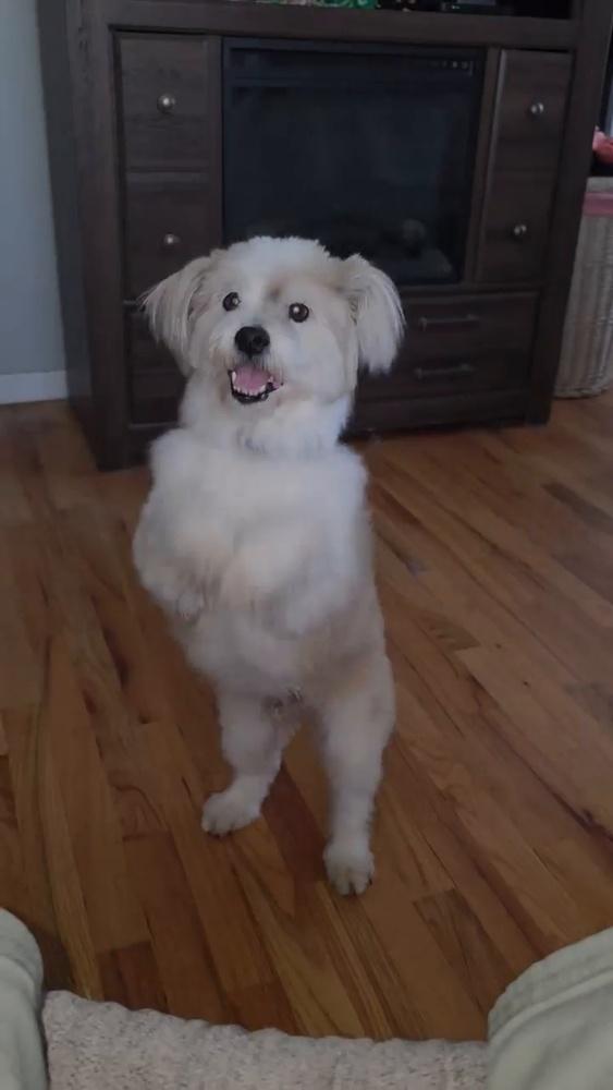 Hokey Pokey, Adoptable, Adult Male Havanese.