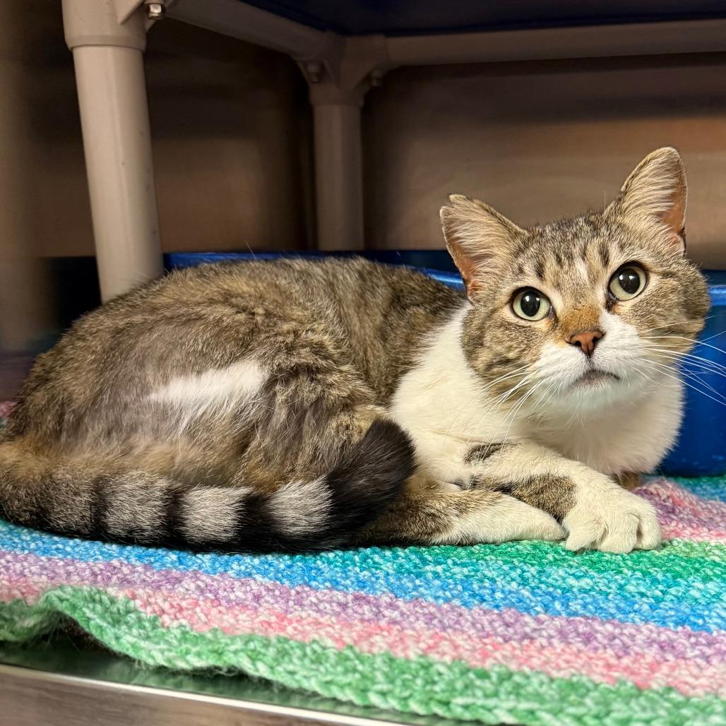 Sadie C26-012, Adoptable, Adult Female Domestic Short Hair.