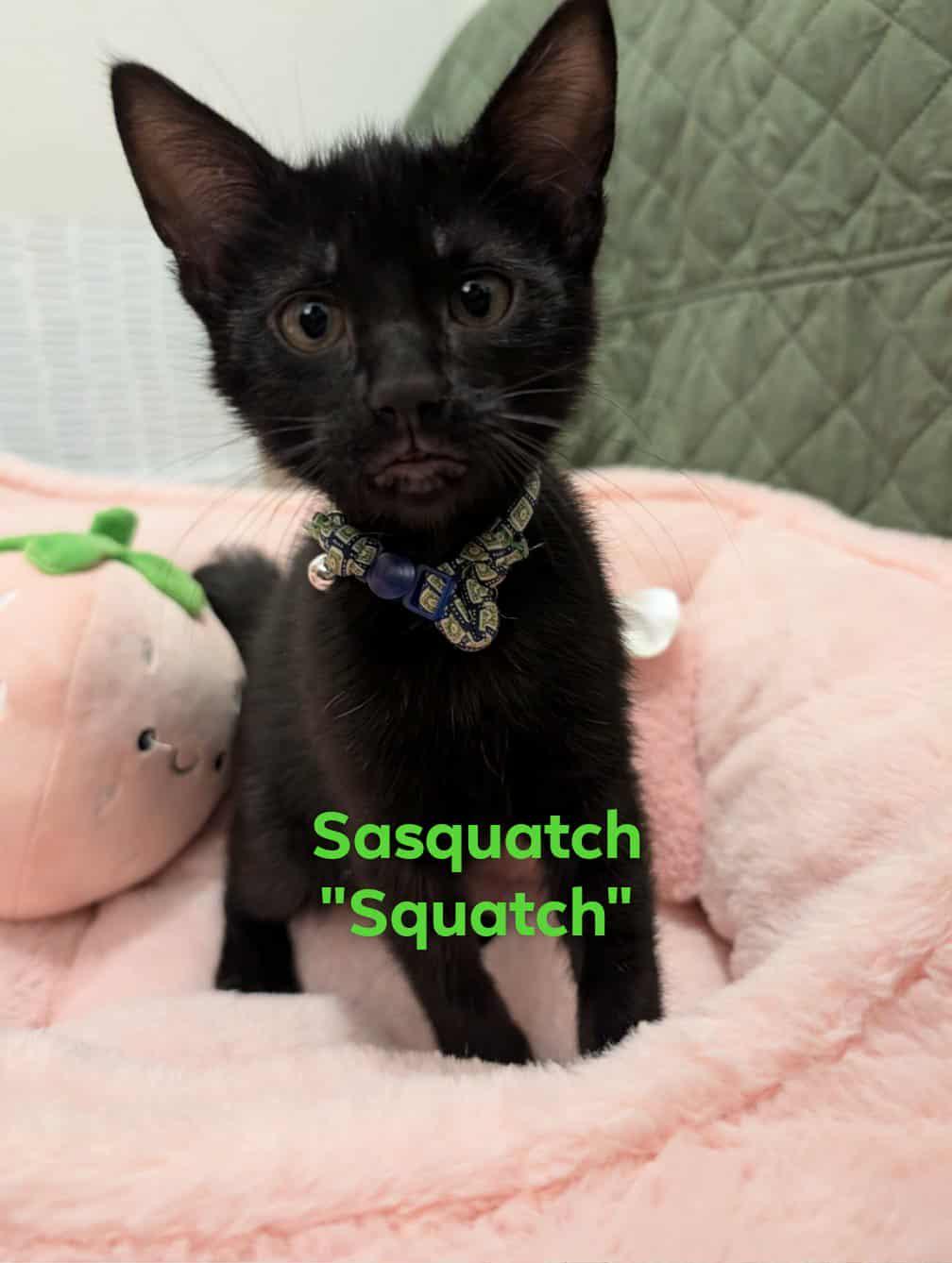 Sasquatch, Adopted, Kitten Male Domestic Short Hair.