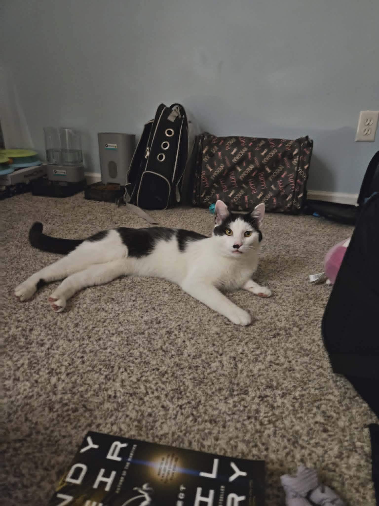 Arthur, a ADOPTABLE Tuxedo in Columbus, OH image 5/6