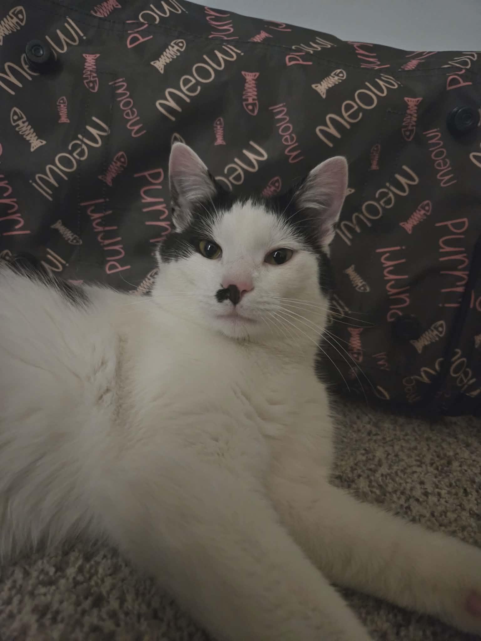 Arthur, a ADOPTABLE Tuxedo in Columbus, OH image 3/6
