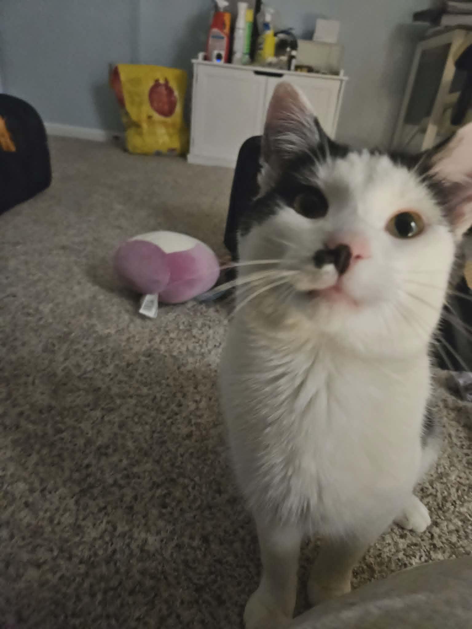 Arthur, a ADOPTABLE Tuxedo in Columbus, OH image 6/6