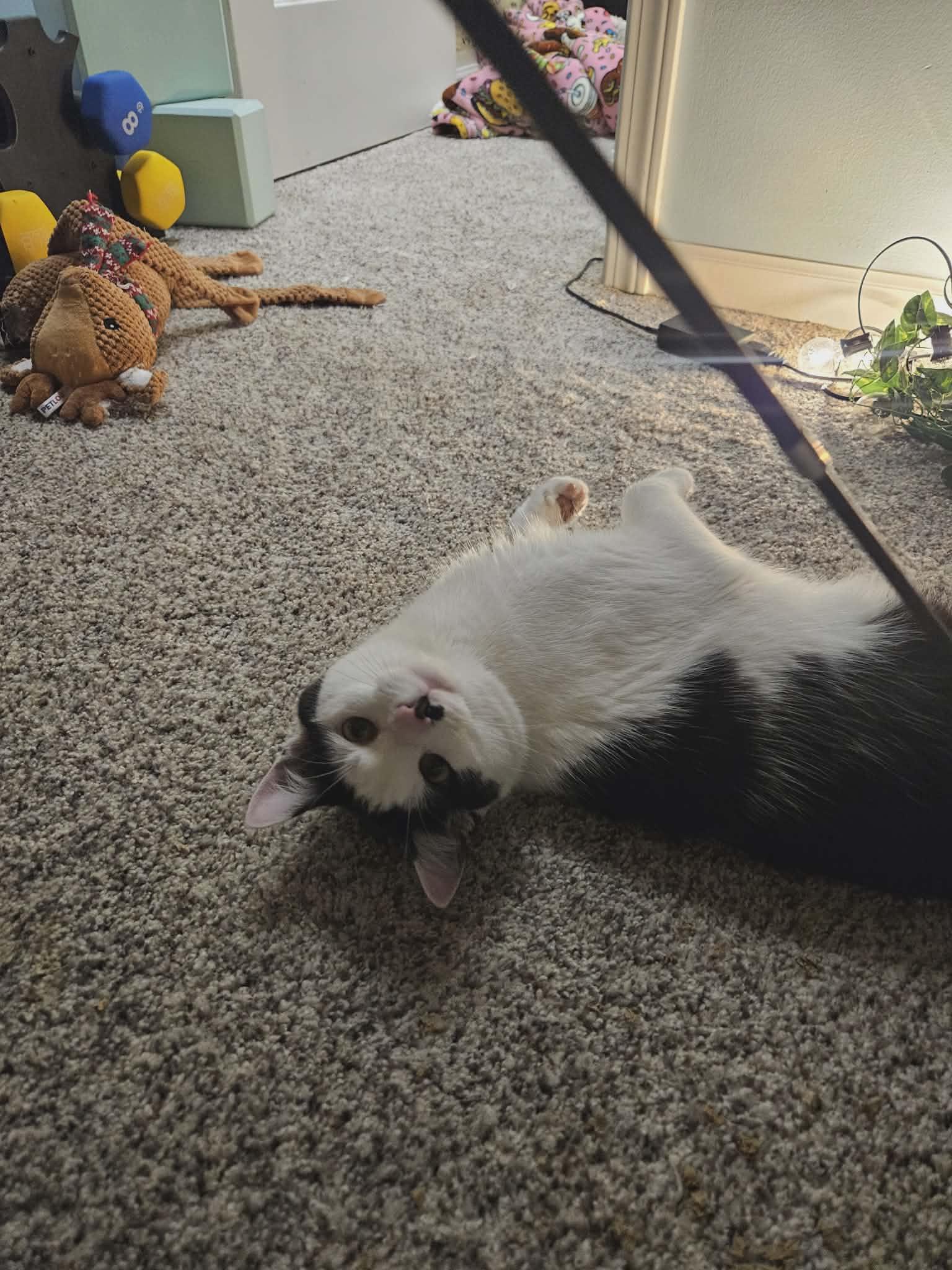 Arthur, a ADOPTABLE Tuxedo in Columbus, OH image 2/6