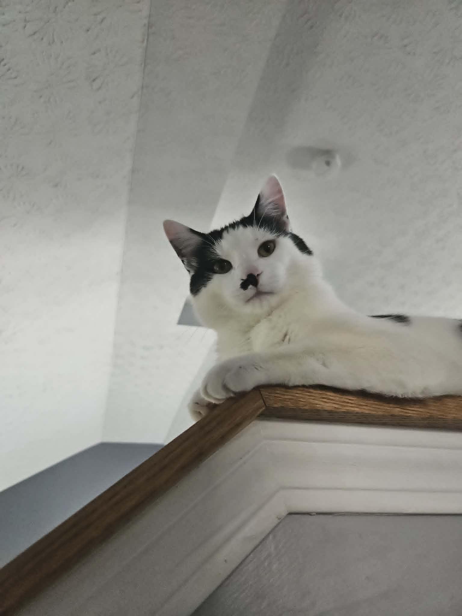 Arthur, ADOPTABLE, Young Male Tuxedo.
