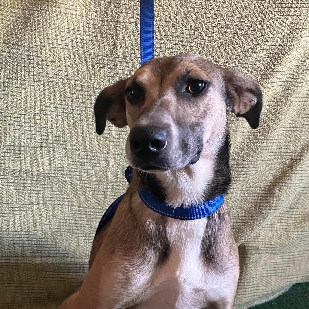 Enlarge Rex, a Adoptable Whippet in San Diego, CA image 1/3