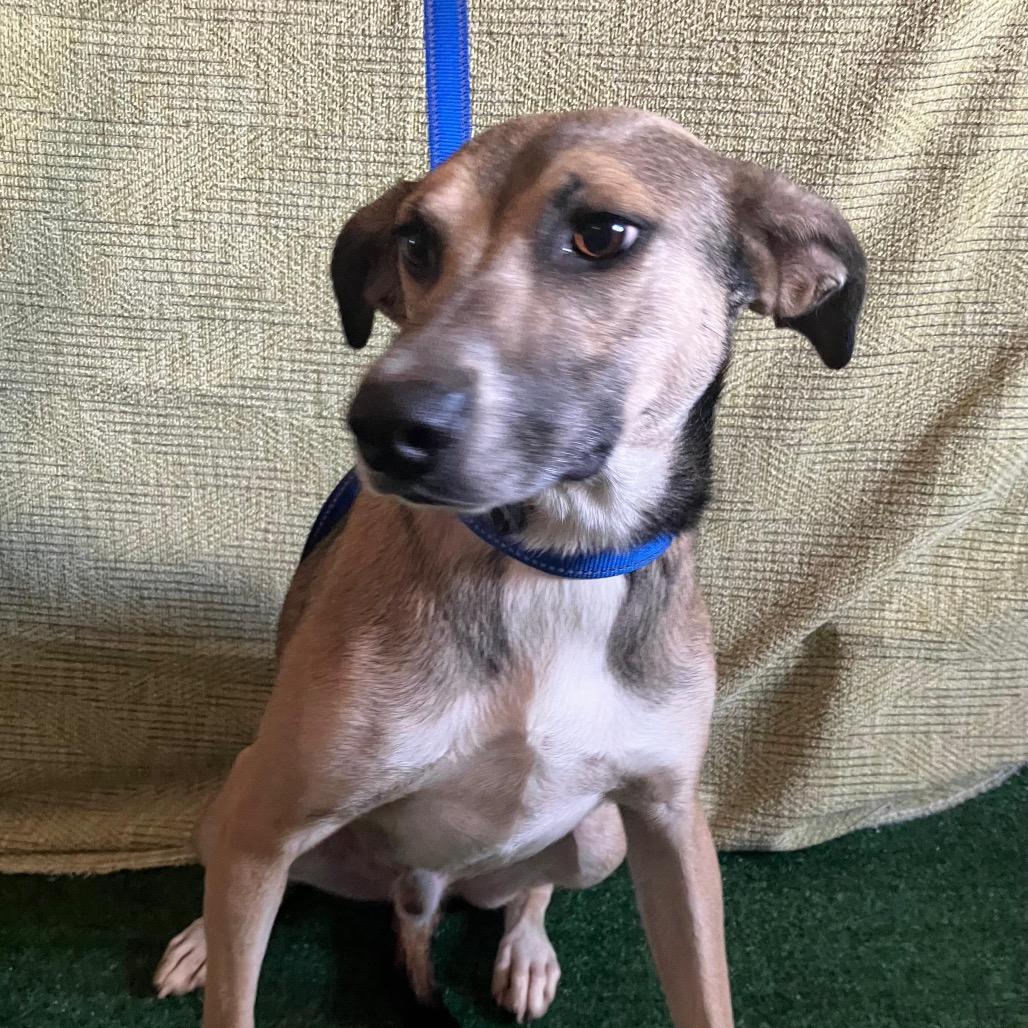 Enlarge Rex, a Adoptable Whippet in San Diego, CA image 2/3