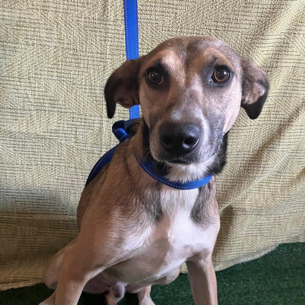 Enlarge Rex, a Adoptable Whippet in San Diego, CA image 3/3