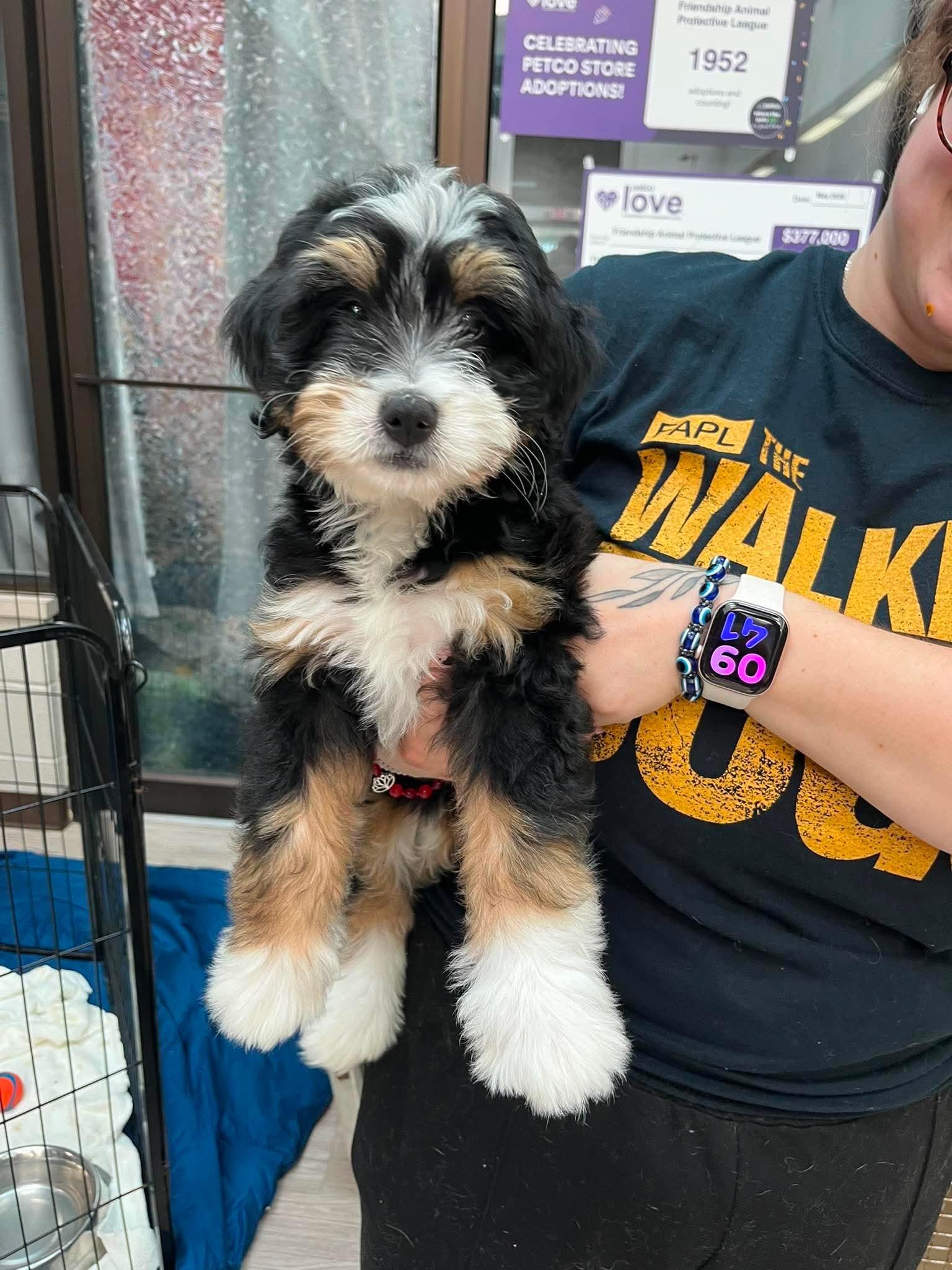Tater, adopted, Puppy Female Bernadoodle.