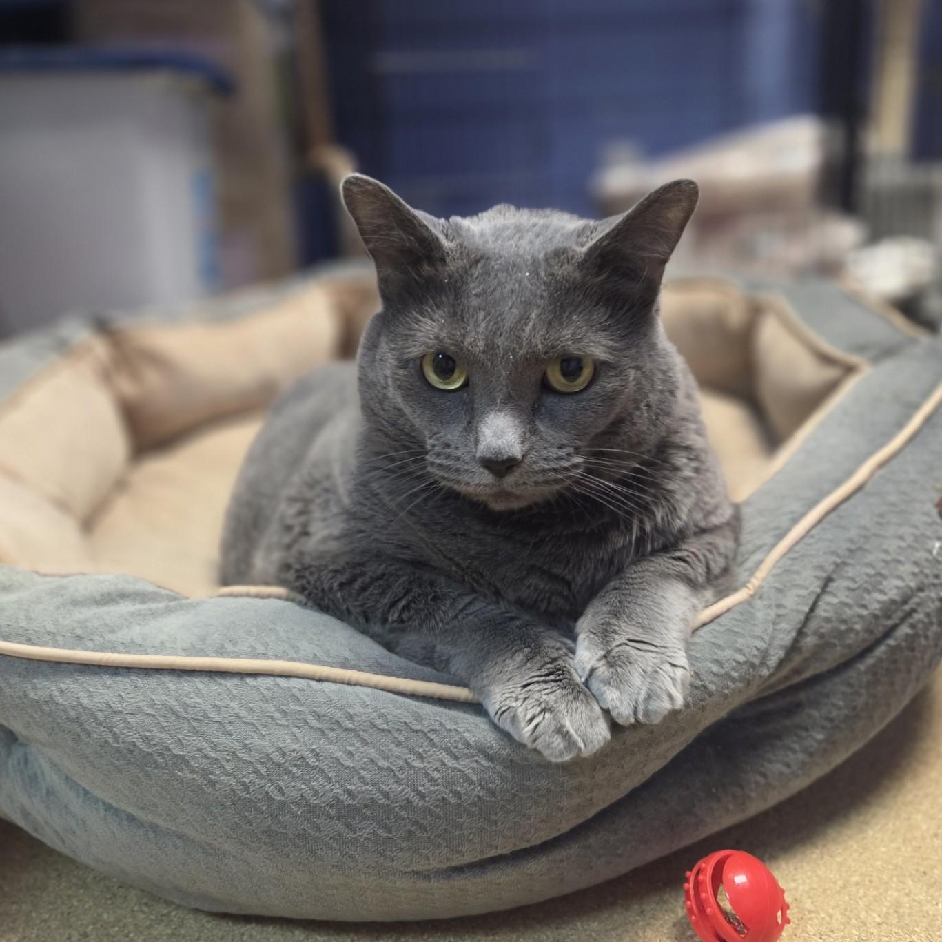 Mabel, a ADOPTABLE Domestic Short Hair in Brookings, SD image 3/3