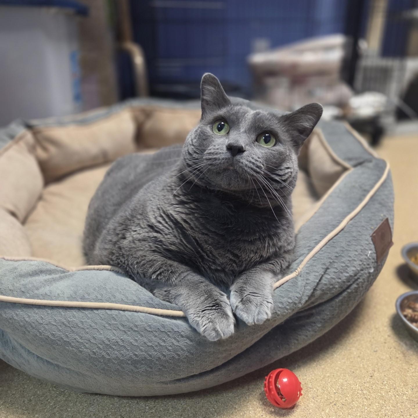 Mabel, a ADOPTABLE Domestic Short Hair in Brookings, SD image 2/3