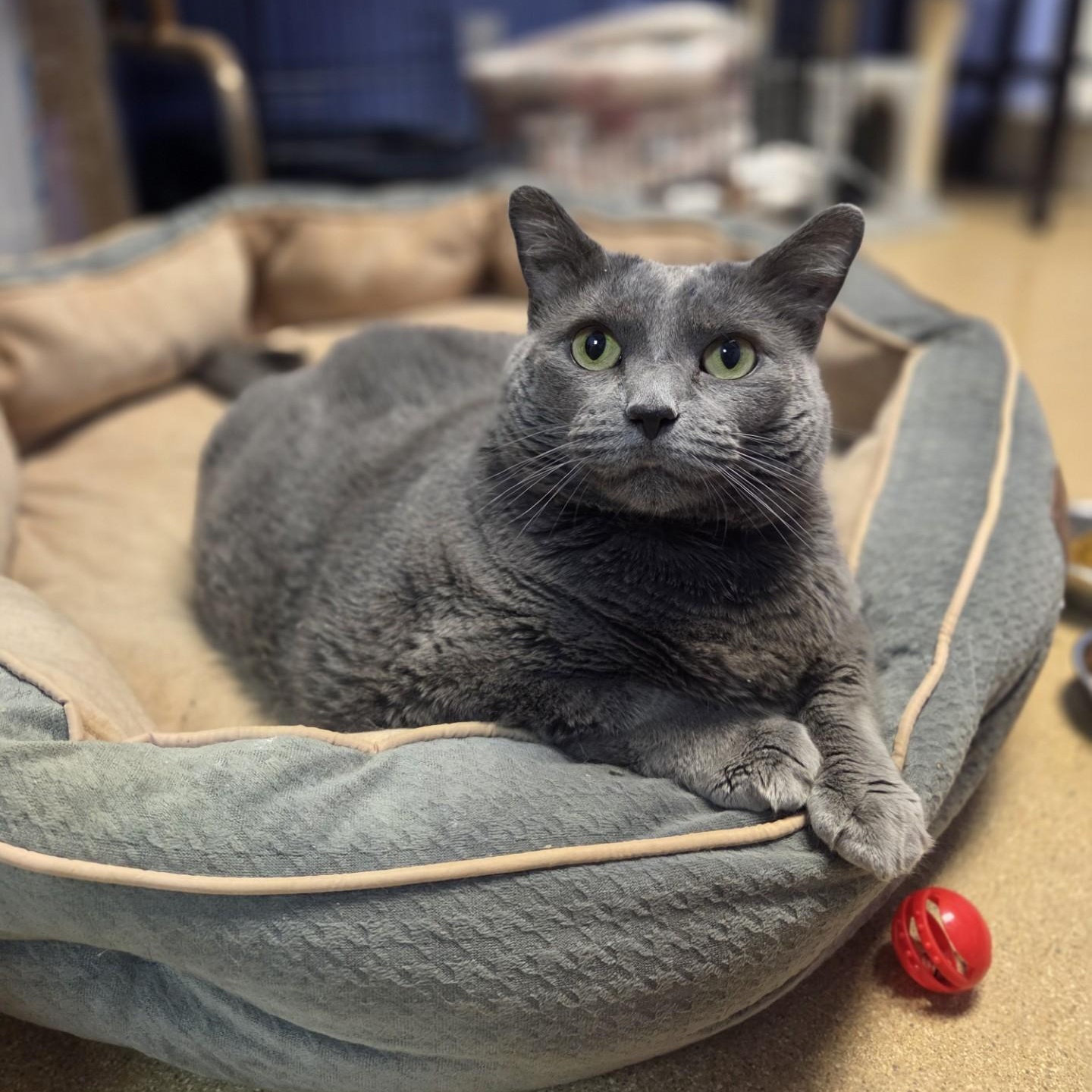 Mabel, a ADOPTABLE Domestic Short Hair in Brookings, SD image 1/3