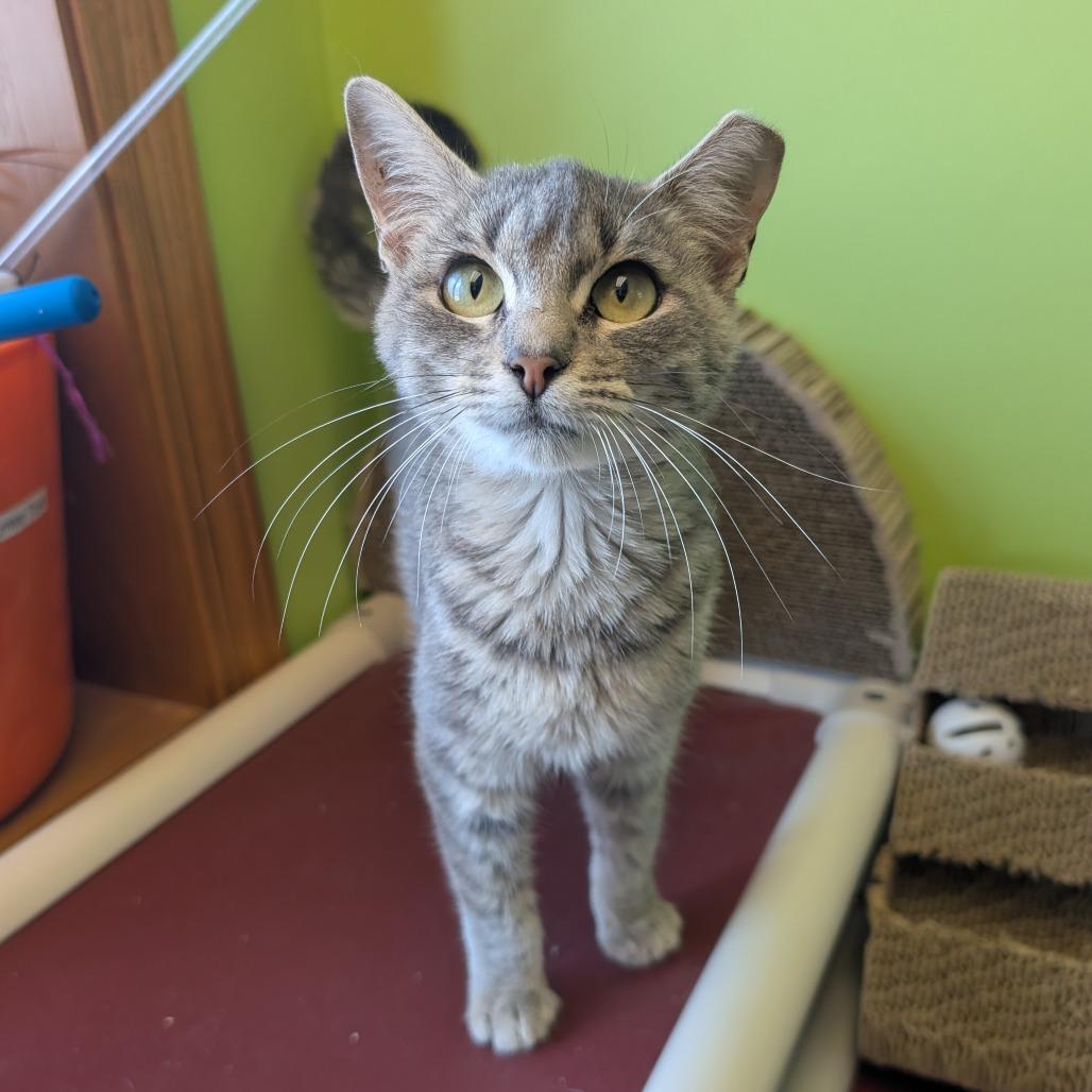 Hyatt, Adoptable, Young Female Domestic Short Hair.