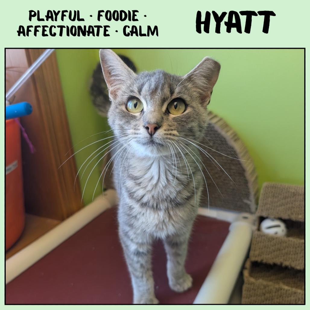 Enlarge Hyatt, a Adoptable Domestic Short Hair in Emporia, KS image 2/4