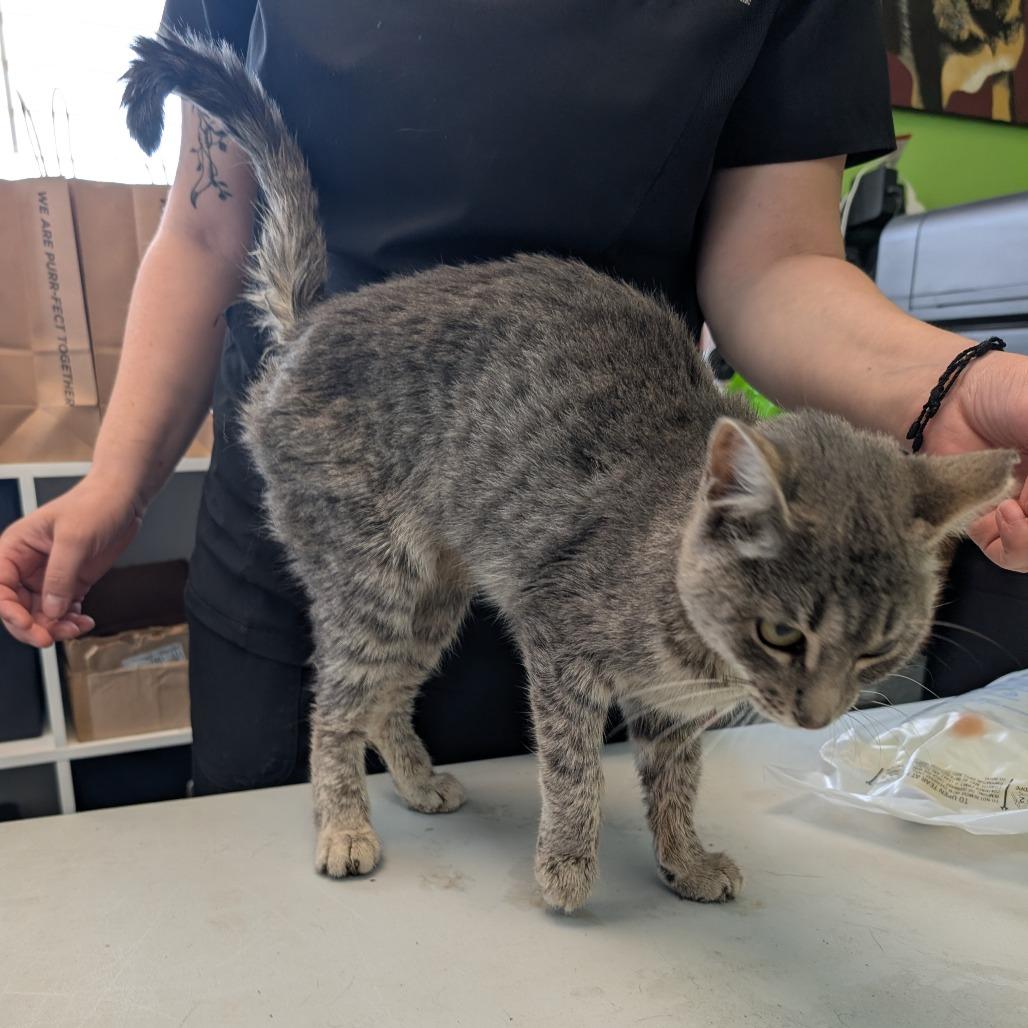 Hyatt, a Adoptable Domestic Short Hair in Emporia, KS image 2/3