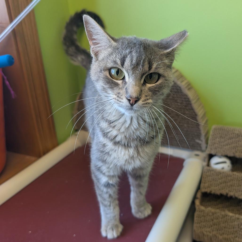 Hyatt, a Adoptable Domestic Short Hair in Emporia, KS image 3/3
