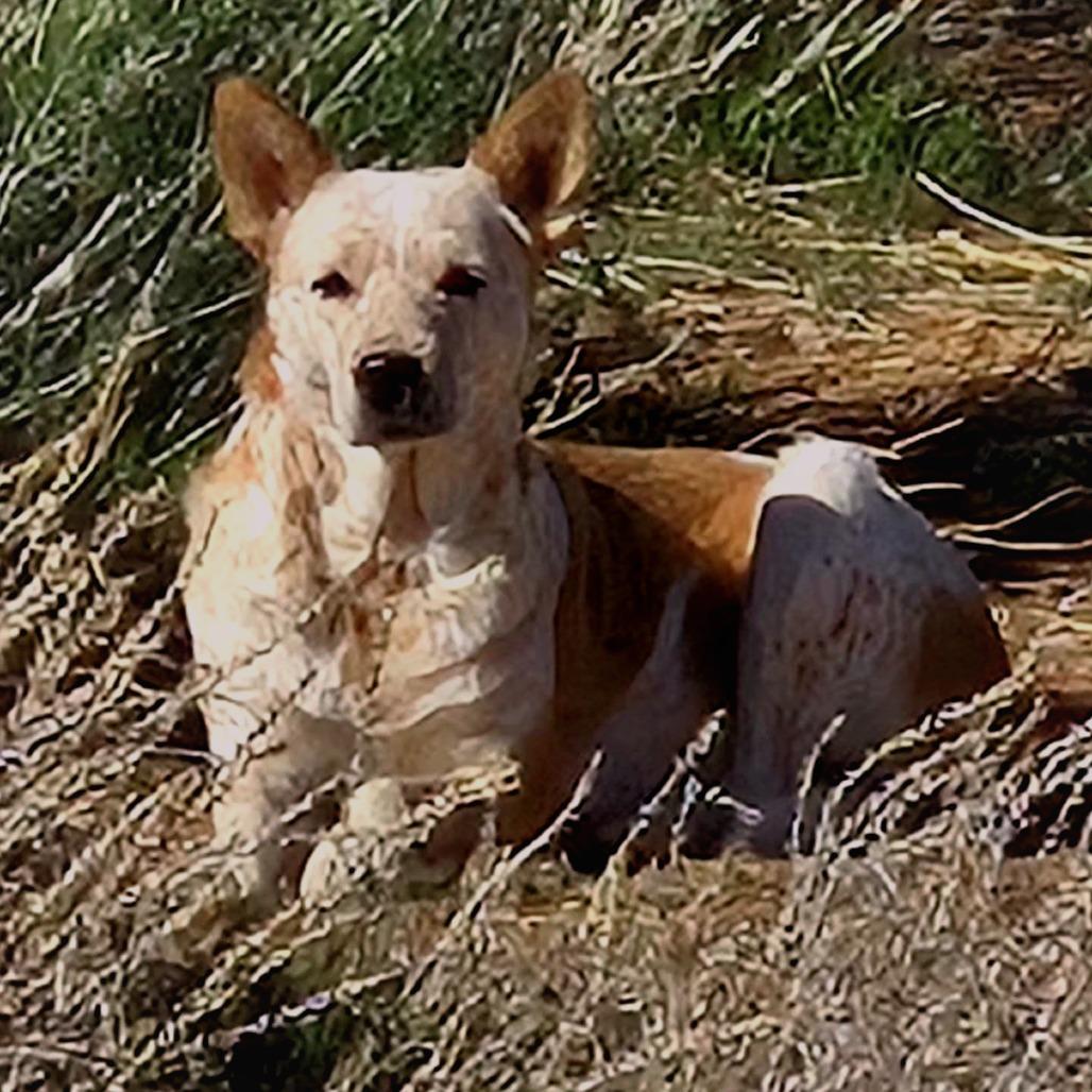 Clara, Adoptable, Adult Female Mixed Breed.