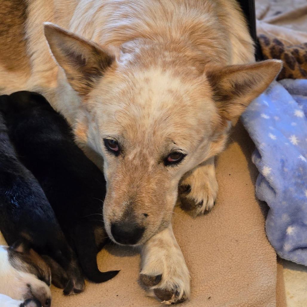 Clara, Adoptable, Adult Female Mixed Breed.
