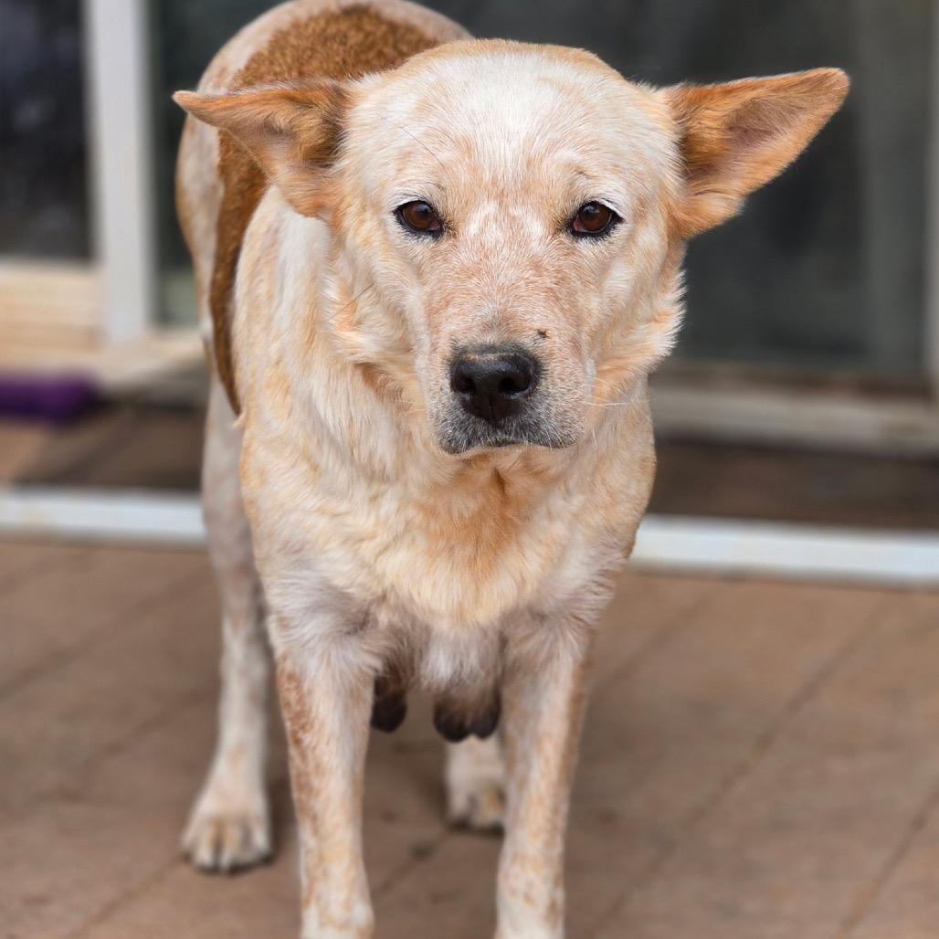 Clara, a Adoptable Mixed Breed in Moab, UT image 2/4