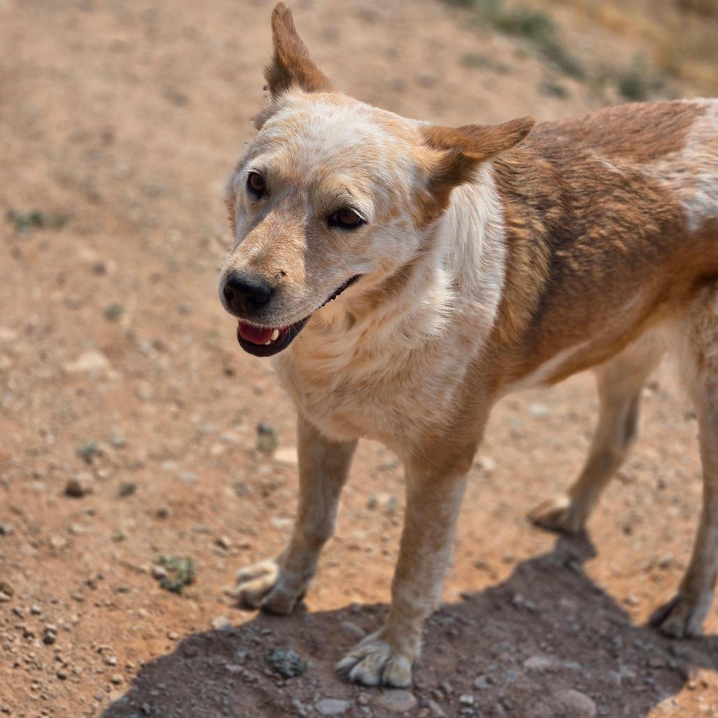 Enlarge Clara, a Adoptable Mixed Breed in Moab, UT image 6/6