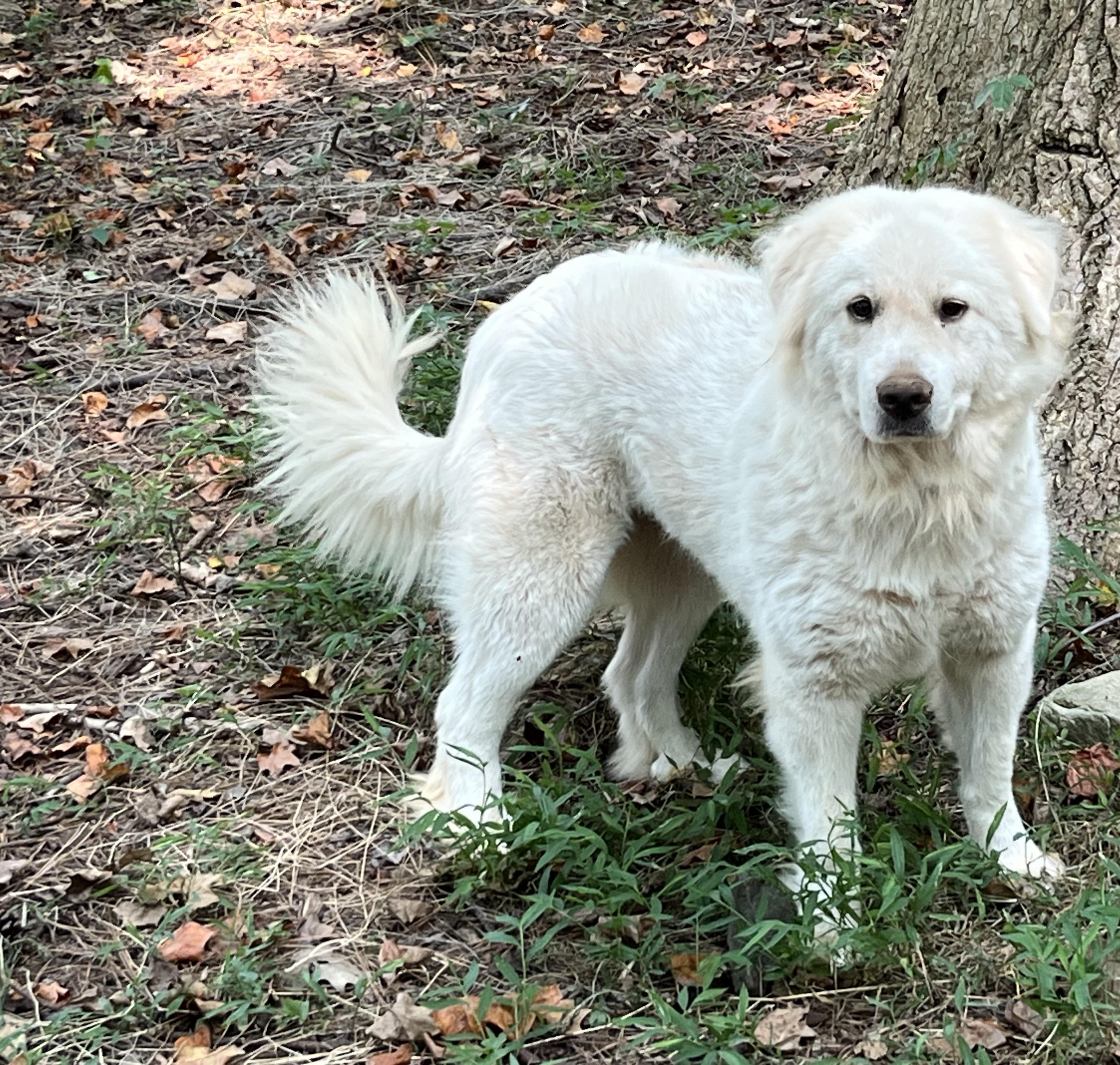 Ruby, adoptable, Young Female Great Pyrenees.