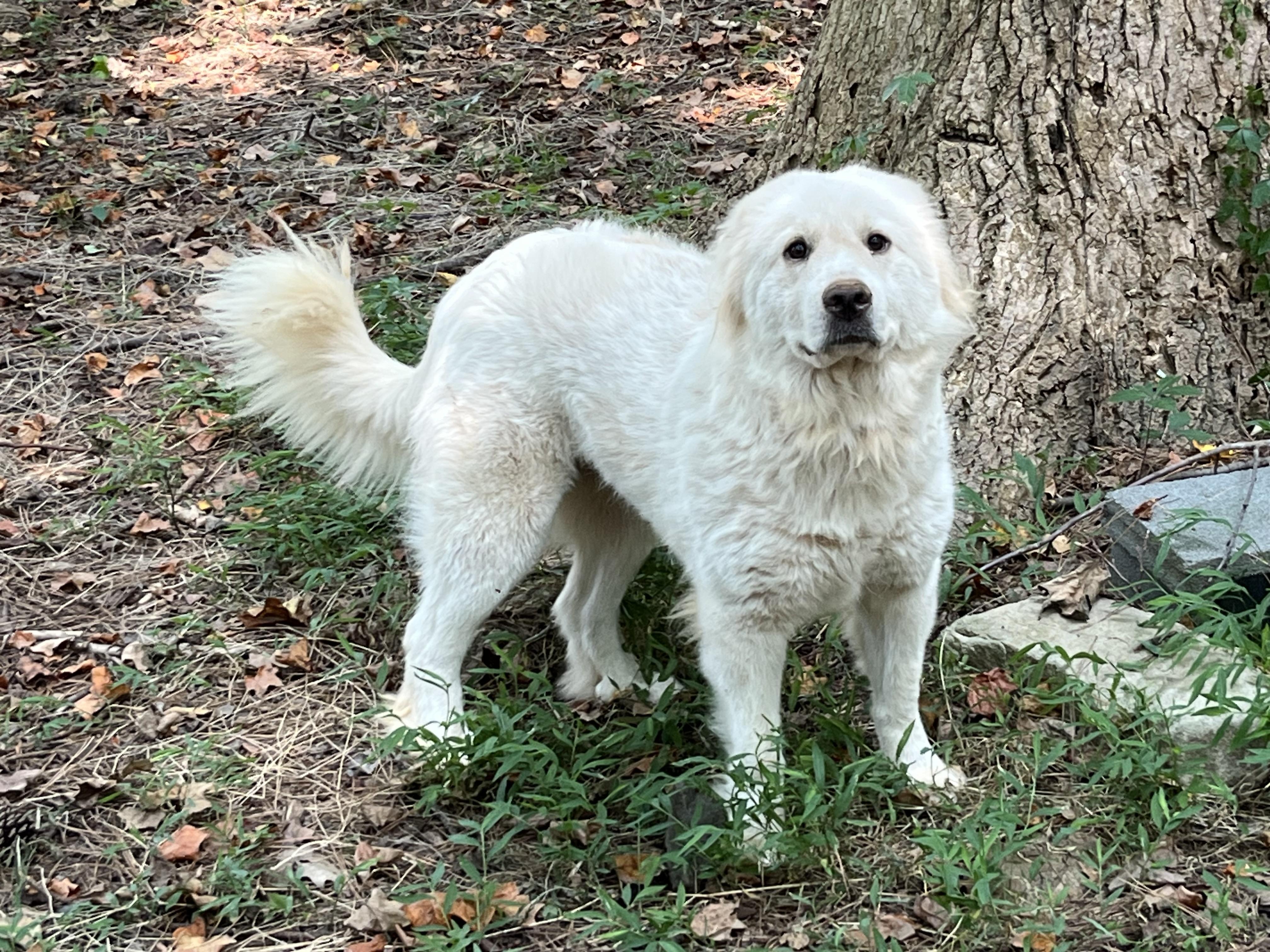 Ruby, an adoptable mixed breed in Rock Hill, SC image 6/6