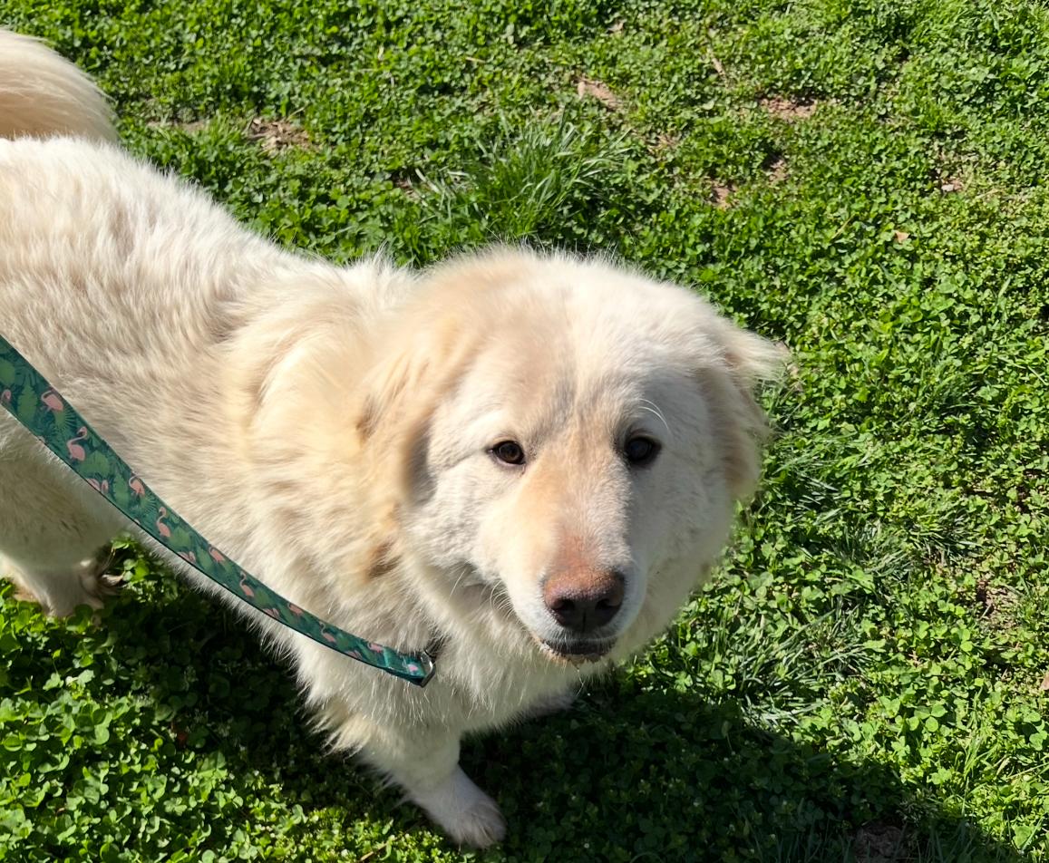 Ruby, an adoptable mixed breed in Rock Hill, SC image 3/6