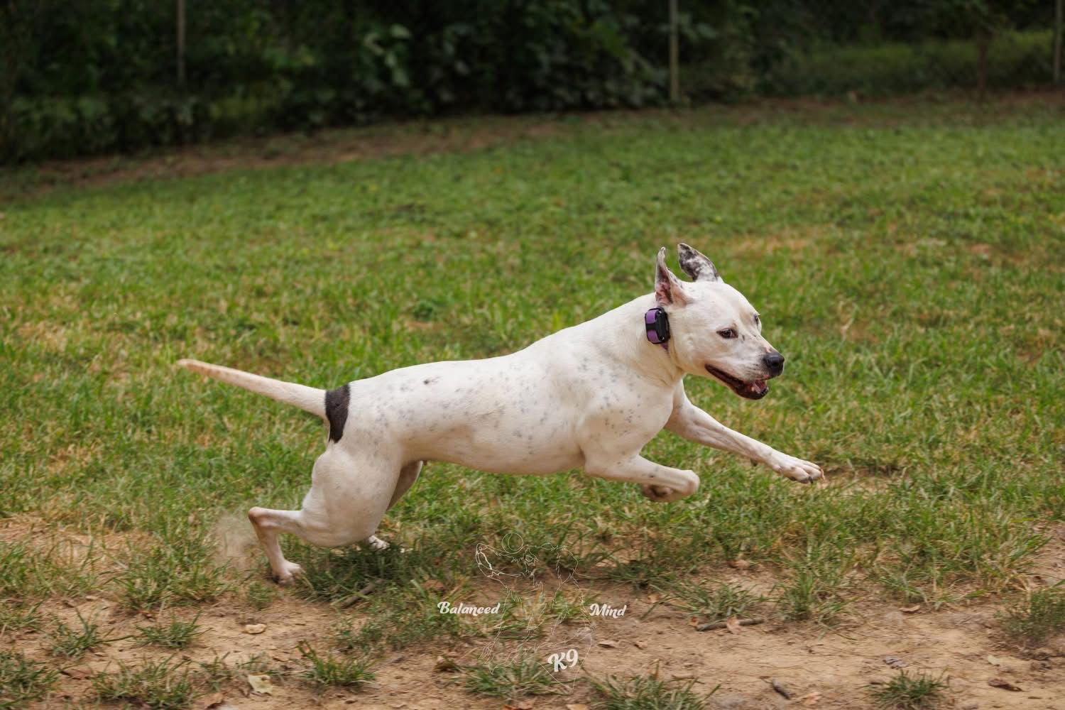 Valentina, a Adoptable Pit Bull Terrier in Germantown, OH image 1/3