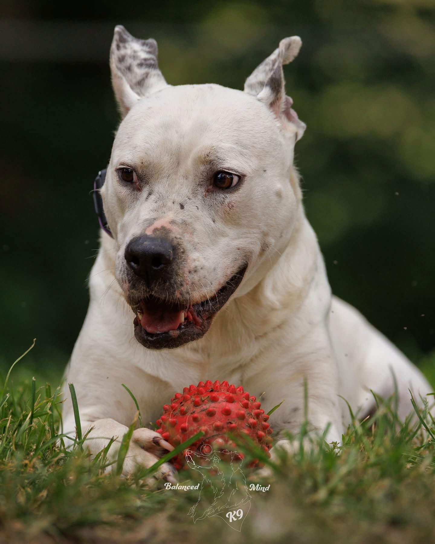 Valentina, a Adoptable Pit Bull Terrier in Germantown, OH image 2/3
