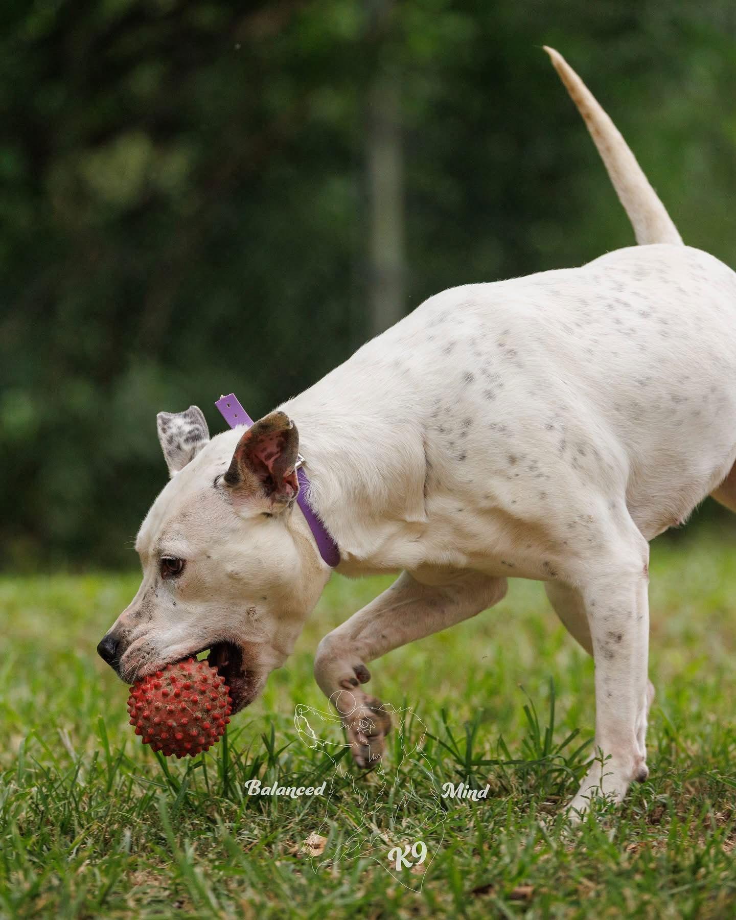 Valentina, Adoptable, Adult Female Pit Bull Terrier.