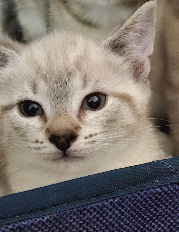 Cannoli, Adopted, Kitten Female Siamese.