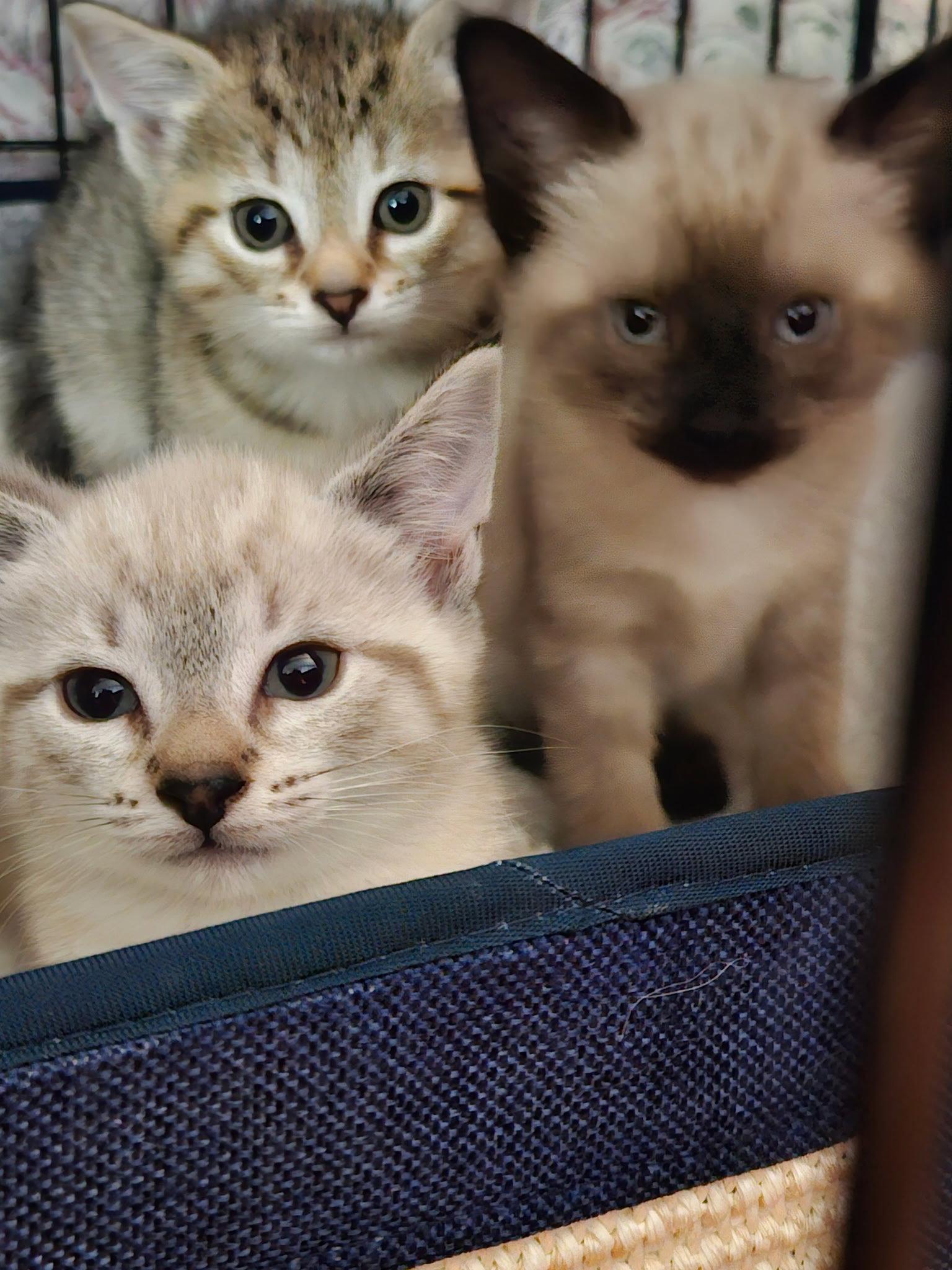 Enlarge Cannoli, a Adopted Siamese in Broomall, PA image 2/3